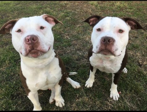 A Pit Bull: My Best Friend