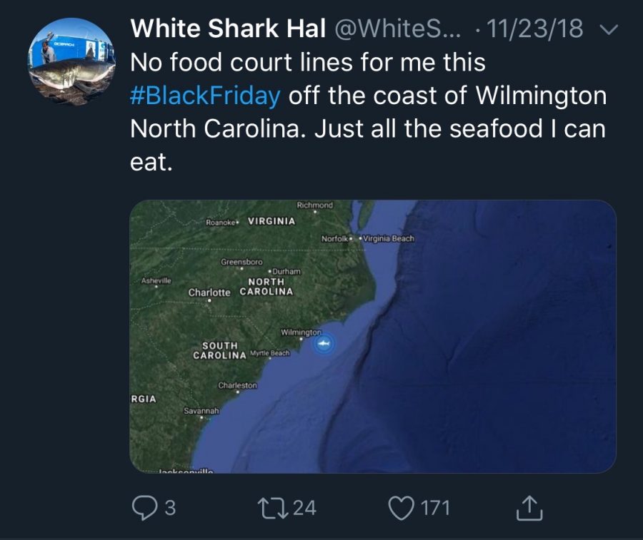 Sharks? In Myrtle Beach?