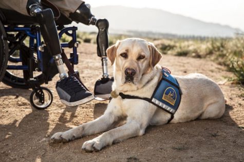 Service Dogs