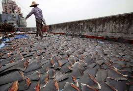 Shark Finning