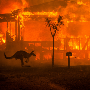 The Tragedy of Australian Bushfires