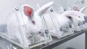 The Debate on Animal Testing