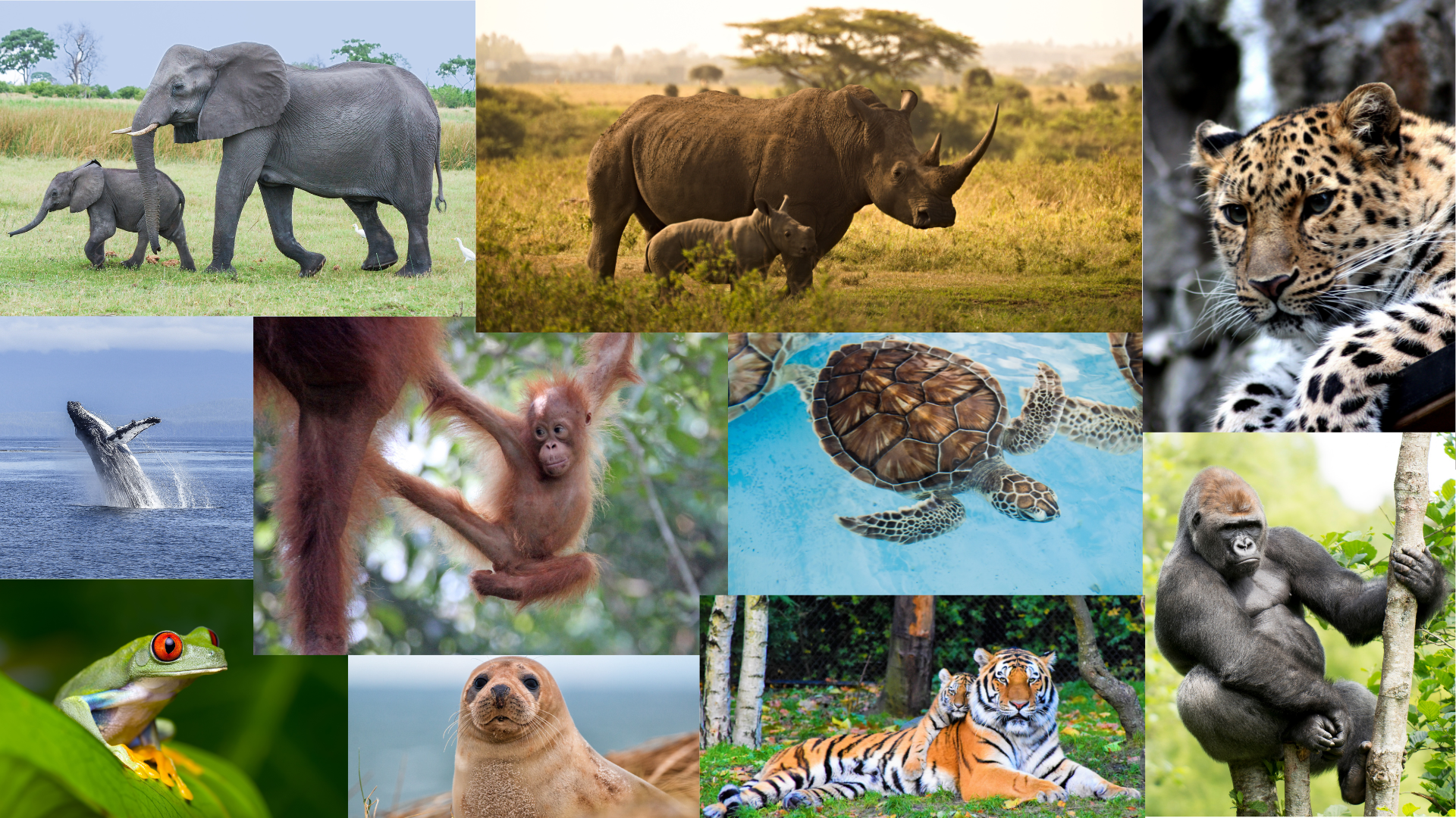 The Most Endangered Animals 2024